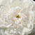 Biały  - Róża noisette - Boule de Neige